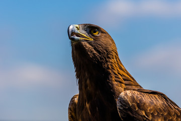 Steinadler