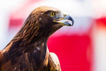 Steinadler