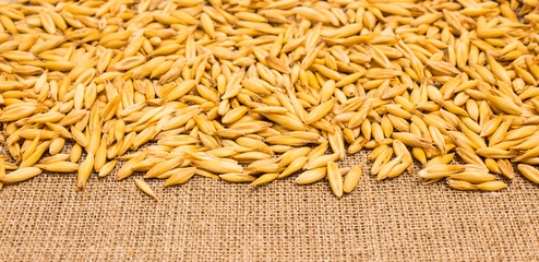 grain oats on canvas