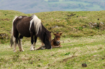 Naklejka na ściany i meble Dartmoor pony male foal lying next to mare. A wild mare with baby, hardy horses that have been feral for centuries in parts of the UK