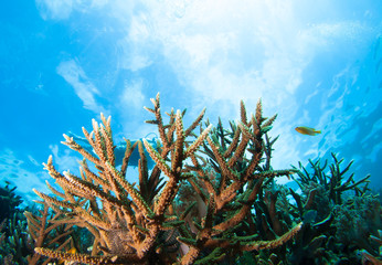 Fototapeta na wymiar Colorful coral reef and diver in Raja Ampat, Indonesia.