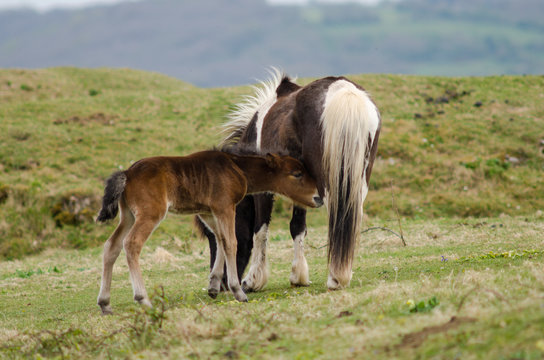 Dartmoor pony male foal sucking from mother. A wild mare provides milk to a baby, standing still whilst he feeds 