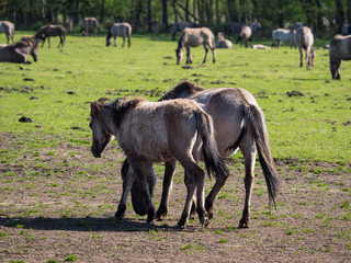 Pferde in merfeld