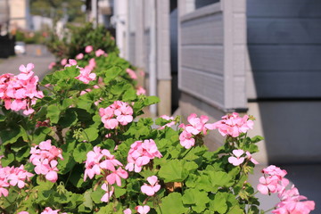 玄関前の花　ゼラニウム