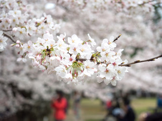 Cherry blossom in Japan