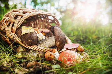harvest brown cap boletus
