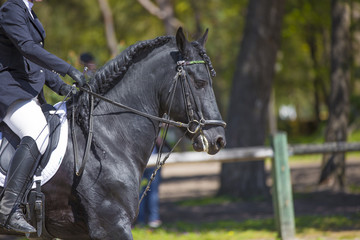 Tête de cheval de concours hippique