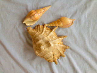 scallop shell over white background