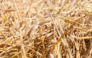 Fototapeta premium gold cereals / Getreide