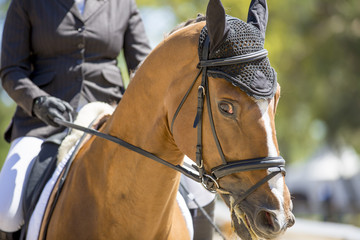 Obraz premium Tête de cheval de concours hippique