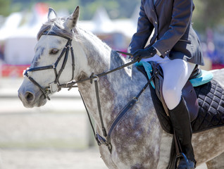 Le cheval et son cavalier