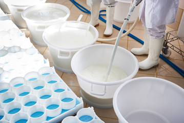 Preparation of milk with yeast for production of soft cheese