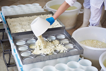 Factory workers fill molds for production of soft cheese