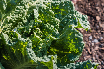 closeup of savoy cabbage leaves