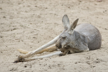 Odpoczywający kangur na piachu w gdańskim zoo. © 07photo