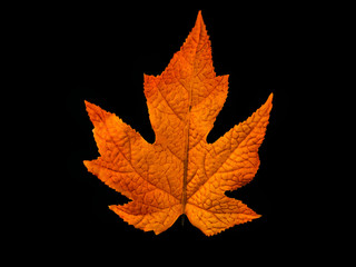 red leaf
