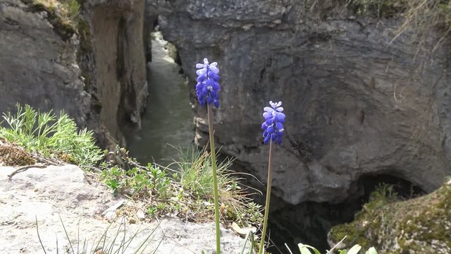 Весеннее цветение Мускари (мышиный гиацинт) в Ходжохском ущелье реки Белой Краснодарского края.
