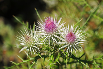 Field blooming prickly plant