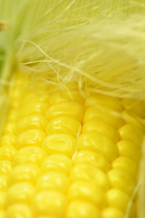 Detail shot of fresh corn on cob