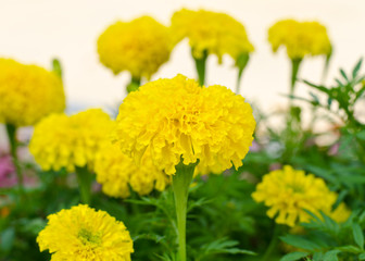 Yellow marigolds flowers in the garden
