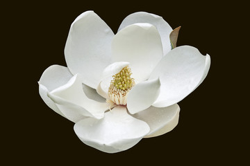 Southern magnolia (Magnolia grandiflora). Called  Evegreen Magnolia, Bull Bay, Bullbay Magnolia,...