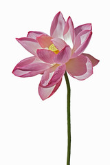 Sacred lotus (Nelumbo nucifera). Called Indian Lotus, Bean of India and Lotus also. Image of flower isolated on white background