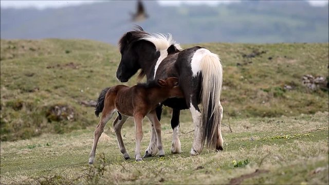 Dartmoor pony male foal sucking from mother. A wild mare provides milk to a baby, standing still whilst he feeds 
