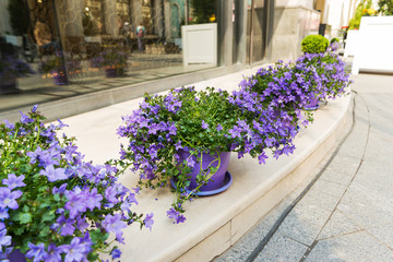 Potted flowers of violet Campanula flowers. Street decoration with plants and flower compositions. Moscow, Russia.