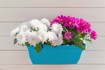 Potted flowers of chrysanthemum. Street decoration with plants and flowers. Moscow, Russia.
