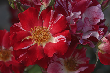 Hybrid rose (Rosa x hybrid). Close up image of several red flowers