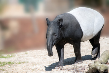 malayan tapir portrait coming to you - obrazy, fototapety, plakaty