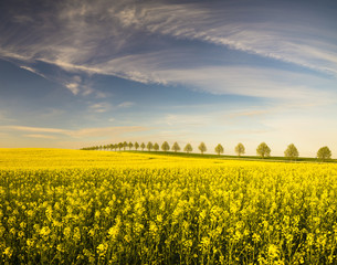 Wiosenne pole,kwitnący rzepak,zielone,młode zboże   © Mike Mareen