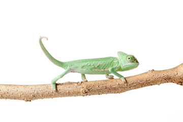 Greenish chameleon walking on a branch isolated on white background