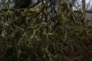 Fototapeta na wymiar Moss covered branches - Wistman's wood
