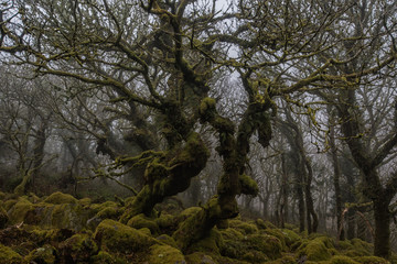 Wistman's wood, dartmoor.