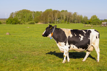 Fototapeta na wymiar cow on pasture