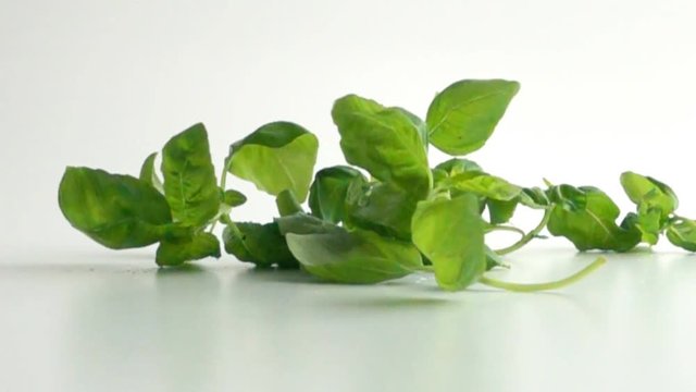Basil leaves falling onto white surface in slow motion