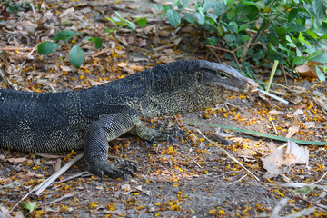 comodo dragon