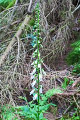 White foxglove flower