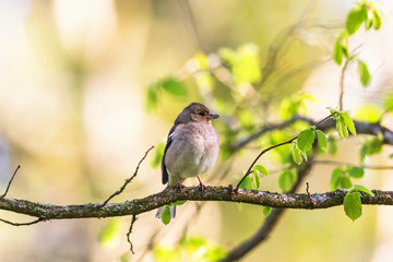 Chaffinch on a branch with leaf buds