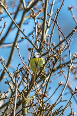 Blue tit in a bush