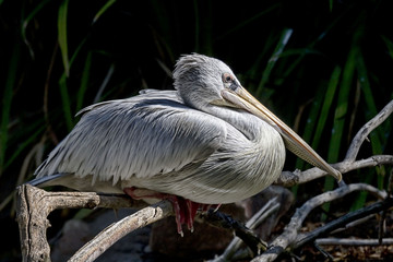 Dalmatian Pelican, Pelecanus crispus, loafing
