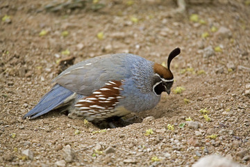 A Relaxing Gambels Quail, Callipepla gambelii