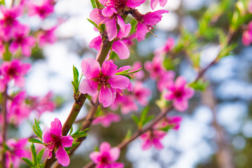 Spring Flowering branch. Cherry Blossom.  tree flower with buds blooming at sptingtime.  flowers on tree branch. selective focus, photo light spring. Blooming tree in spring with pink flowers
