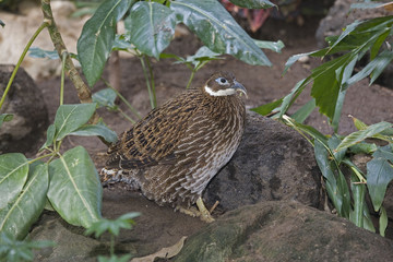 Imperial Pheasant, Lophura imperialis, in cover