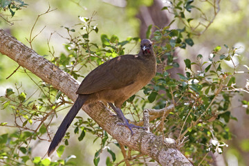 Plain Chachalaca, Ortalis vetula, perched