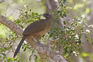 Plain Chachalaca, Ortalis vetula, perched in tree