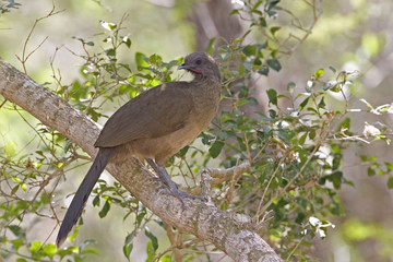 Plain Chachalaca, Ortalis vetula, relaxing in tree