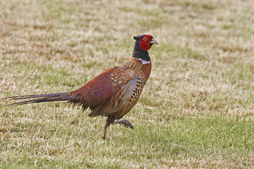 Male Ring-necked Pheasant, Phasianus colchicus