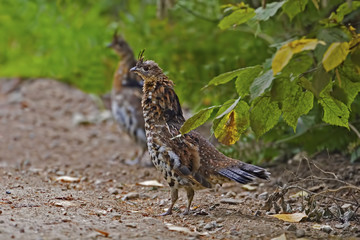The Rufous form of Ruffed Grouse, Bonasa umbellus